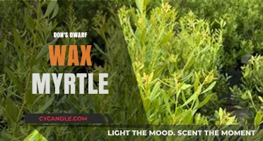 Don's Dwarf Wax Myrtle: A Comprehensive Guide to Care and Maintenance