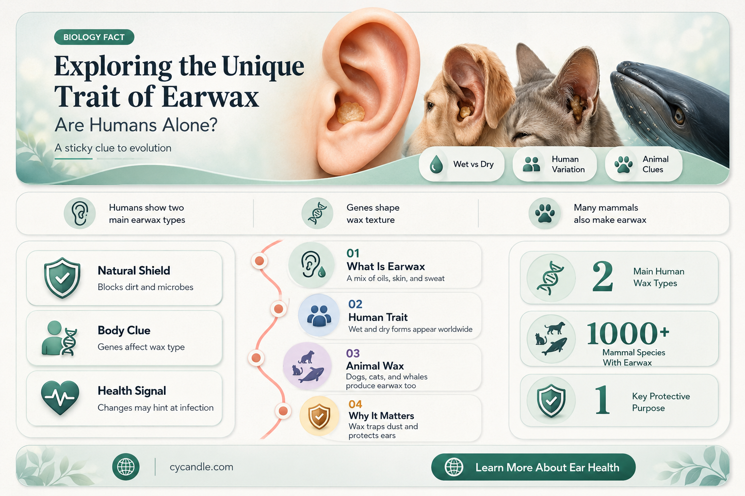 are humans the other ones with ear wax