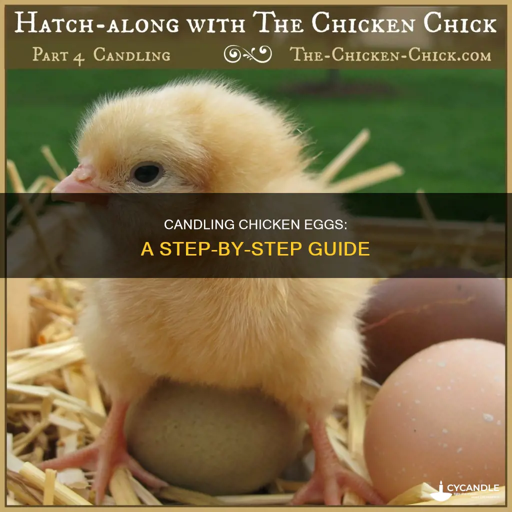 how and when to candle chicken eggs
