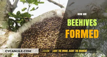 The Fascinating Process of How Beehives Are Naturally Formed