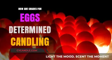 Egg Grading: The Art of Candling Perfection