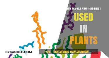 Nature's Secrets: The Vital Roles of Oils, Waxes, and Lipids in Plants