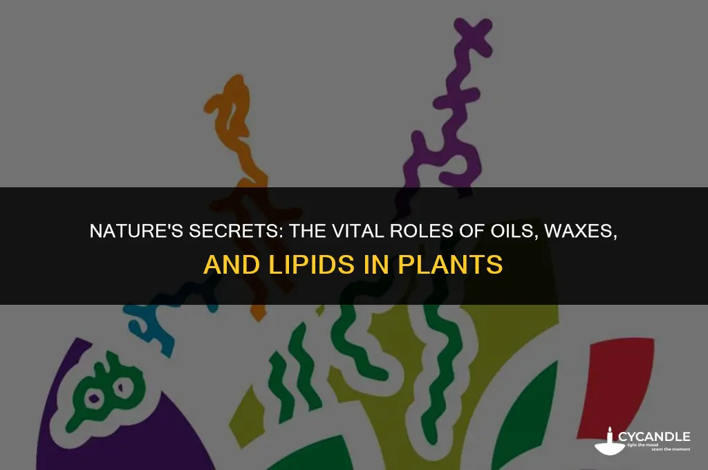 how are oils waxes and lipids used in plants