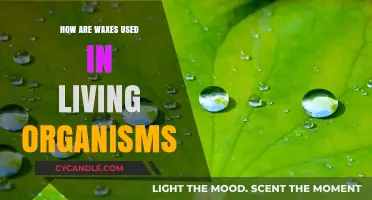 The Waxy World: Exploring Nature's Protective Coatings in Organisms