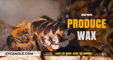 The Buzz on Bee Wax: Nature's Marvelous Creation Process