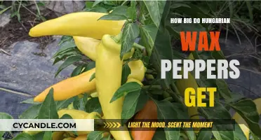 Exploring the Growth Potential of Hungarian Wax Peppers