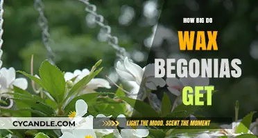 Exploring the Growth Potential of Wax Begonias: A Comprehensive Guide