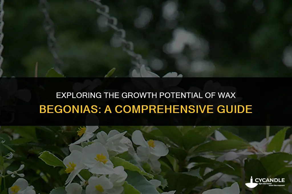 how big do wax begonias get