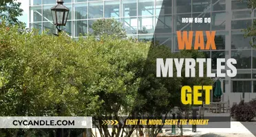 Exploring the Growth Potential of Wax Myrtles: A Comprehensive Guide