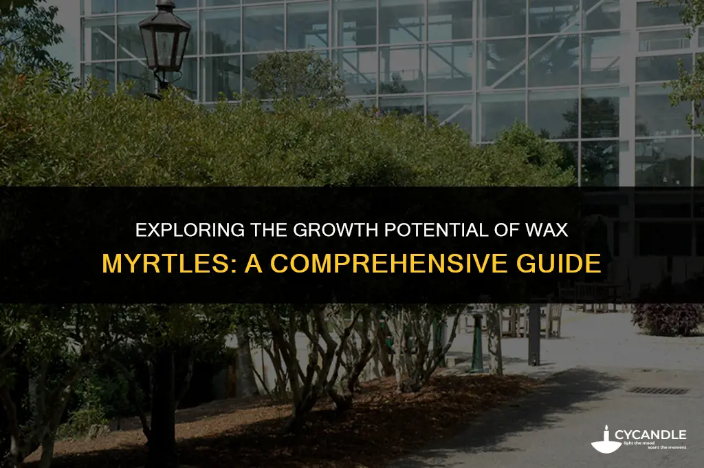how big do wax myrtles get
