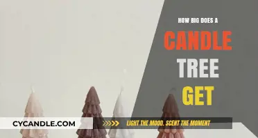 Candle Tree Growth Guide: Understanding Its Maximum Size and Care