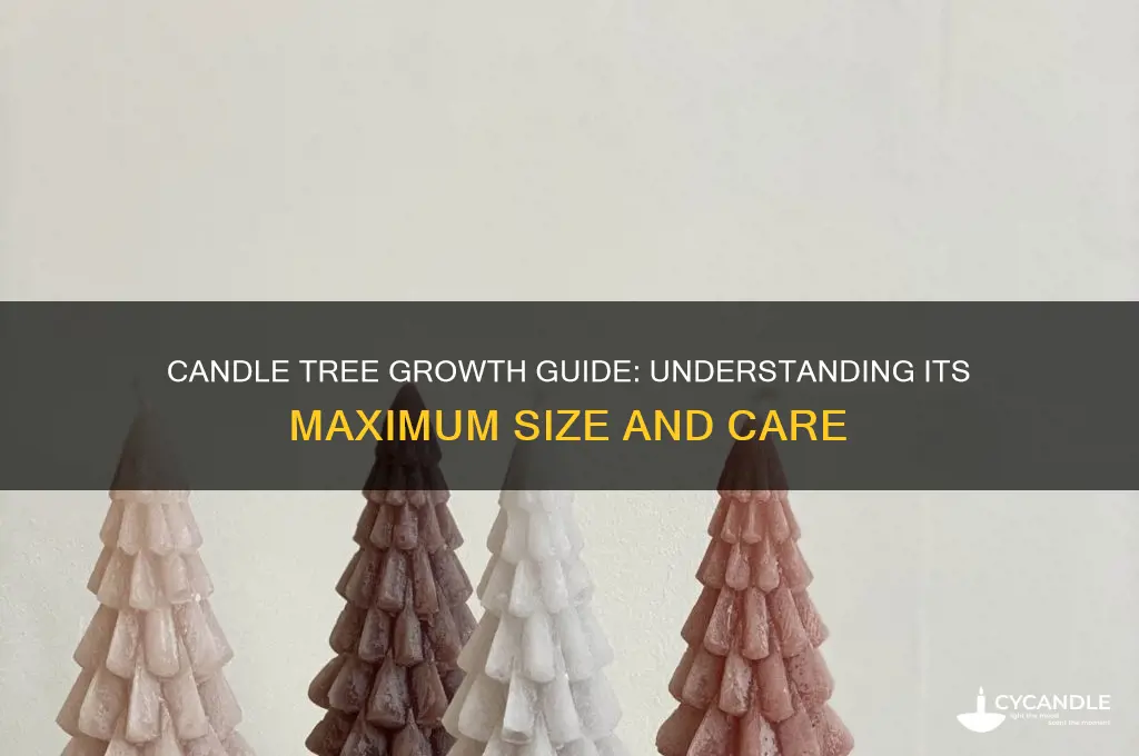 how big does a candle tree get