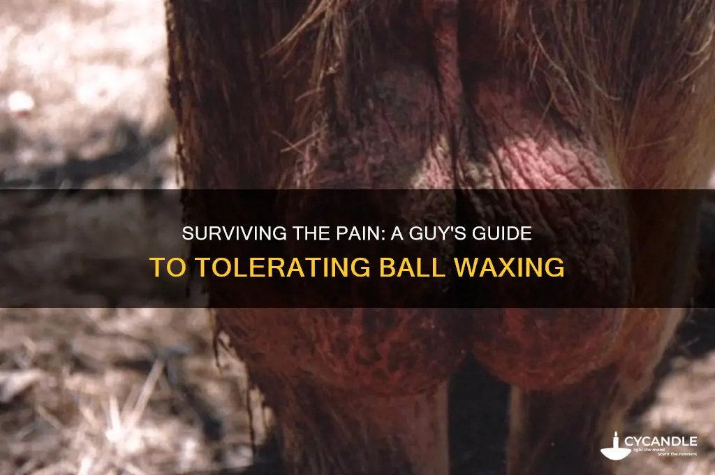 how can a guy tolerate waxing his balls