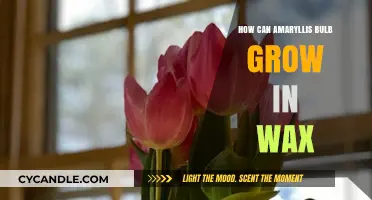 Growing Amaryllis in Wax: A Unique, Mess-Free Blooming Technique