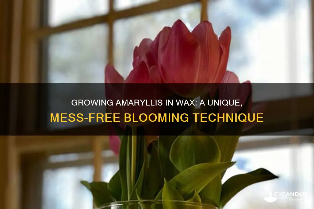how can amaryllis bulb grow in wax