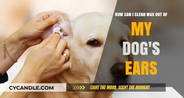 Effective Tips for Safely Removing Wax from Your Dog's Ears