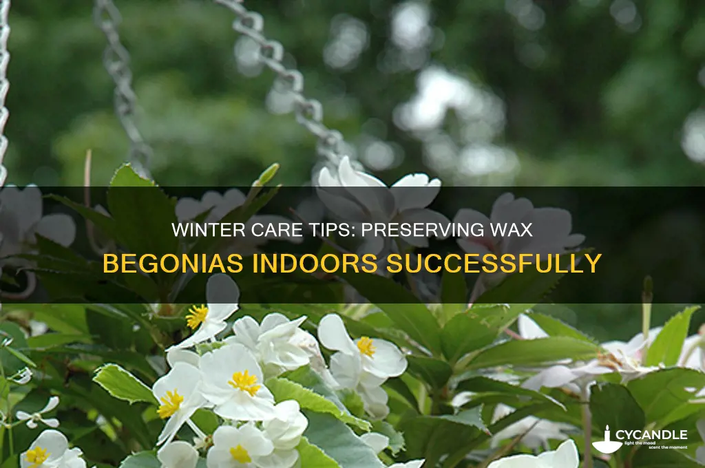how can i keep my wax begonias over winter