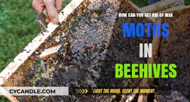 Effective Strategies to Eliminate Wax Moths from Your Beehives