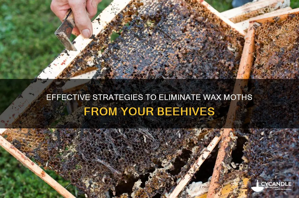 how can you get rid of wax moths in beehives