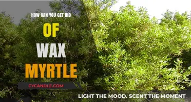 Effective Methods to Eradicate Wax Myrtle from Your Garden