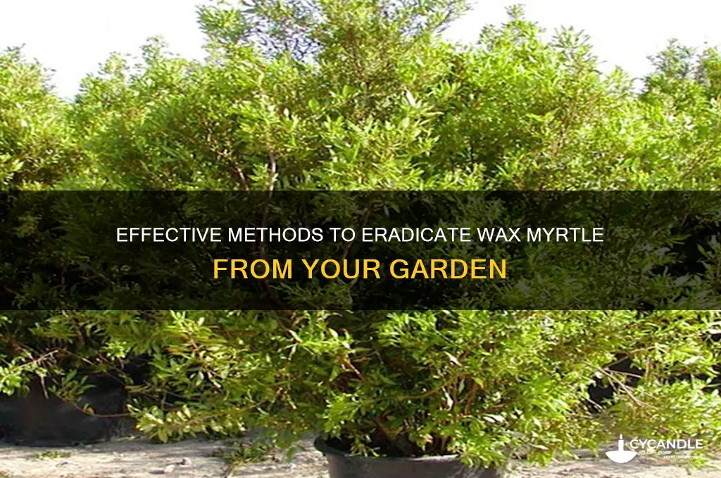 how can you get rid of wax myrtle