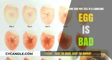 Candling Eggs: How to Spot a Bad Egg in Seconds