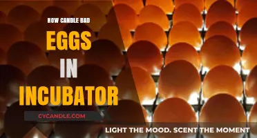 Candling Eggs: Incubator Hack for Bad Eggs