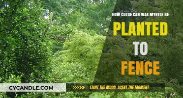 Planting Wax Myrtle Near Fences: Ideal Distance and Tips