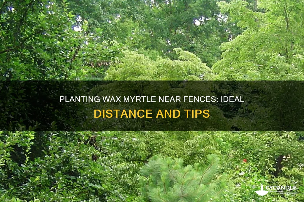how close can wax myrtle be planted to fence