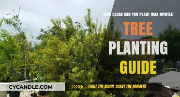 Wax Myrtle Planting Guide: Optimal Spacing for Healthy Growth