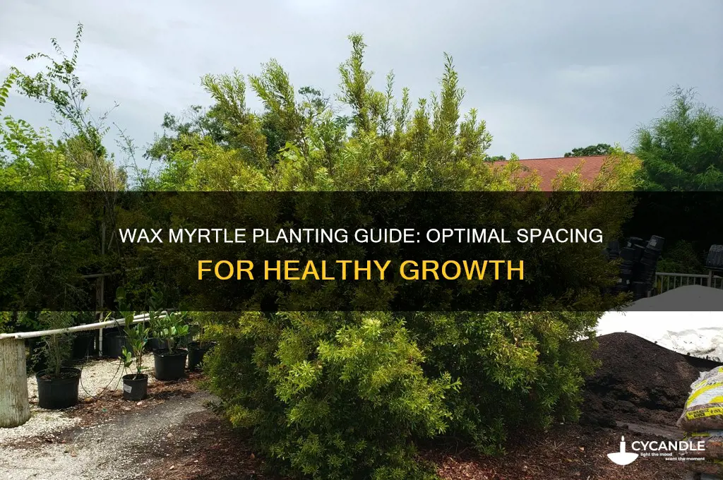 how close can you plant wax myrtle tree planting guide