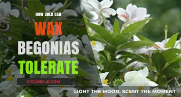 Chilling Wax Begonias: Cold Tolerance Limits and Care Tips