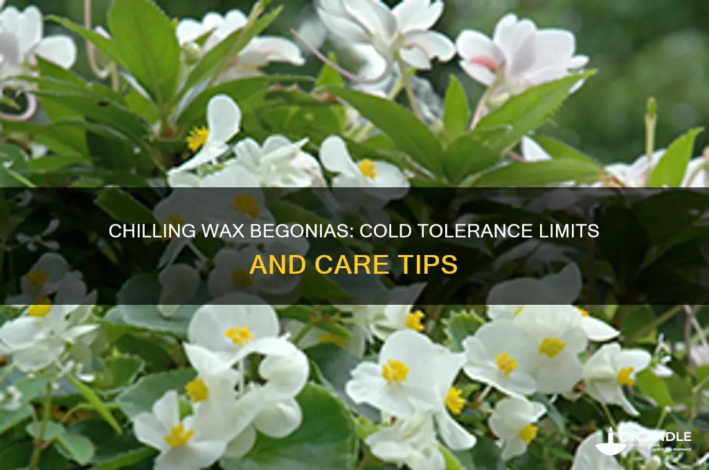 how cold can wax begonias tolerate