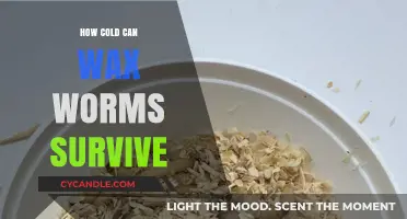 Wax Worms' Survival Limits: Uncovering Their Cold Tolerance Threshold