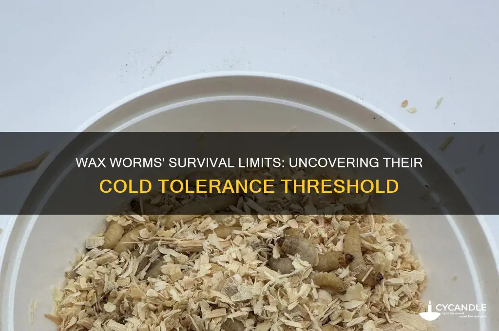 how cold can wax worms survive