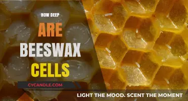 Exploring the Depth of Beeswax Cells: A Fascinating Hive Structure