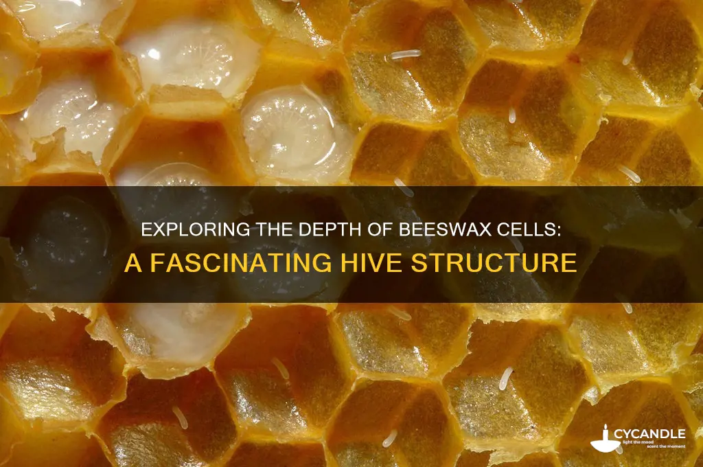how deep are beeswax cells