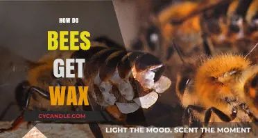 The Buzz on Bee Wax: Nature's Sticky Secret Unveiled