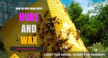 The Sweet Science: How Bees Craft Honey and Wax Naturally