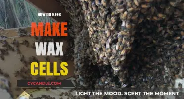 The Art of Honeycomb: How Bees Craft Perfect Wax Cells