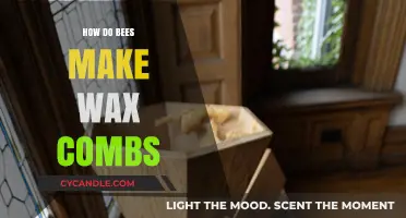 The Amazing Process: How Bees Create Wax Honeycombs