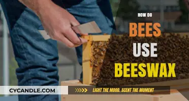 Beeswax Wonders: How Bees Utilize This Versatile Hive-Made Material