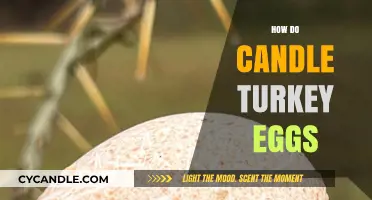 Candling Turkey Eggs: A Quick Guide