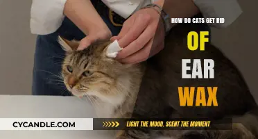 Feline Ear Hygiene: The Natural Way Cats Manage Ear Wax