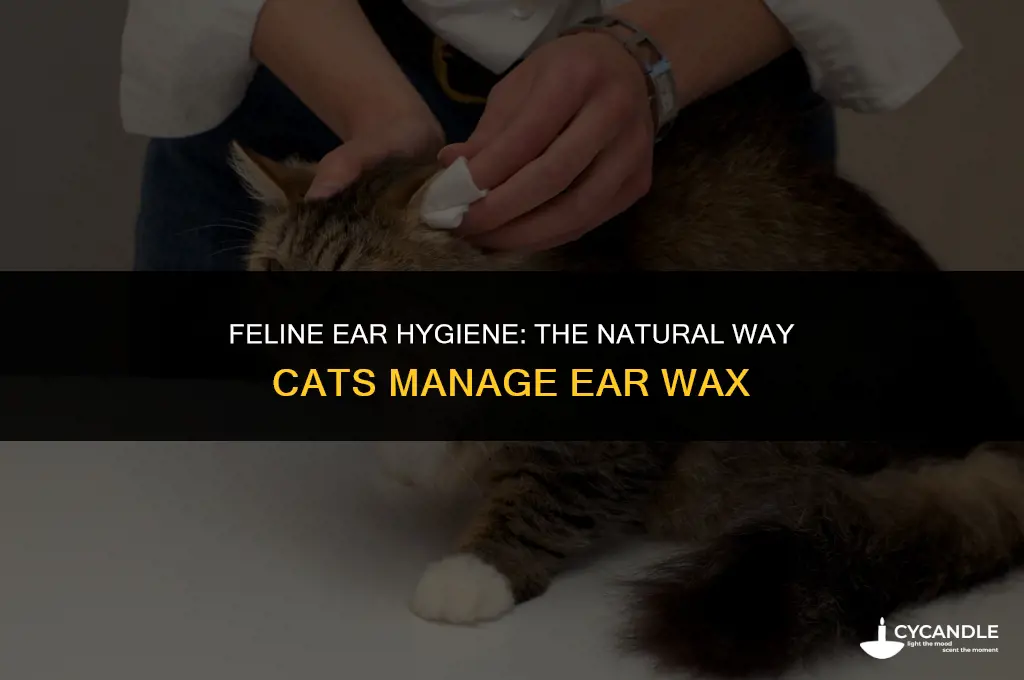 how do cats get rid of ear wax