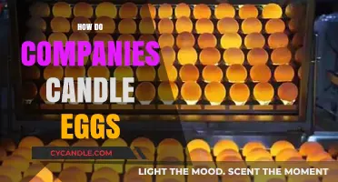 Candling Eggs: The Art of Quality Assurance
