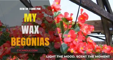 Nurturing Wax Begonias: A Comprehensive Care Guide
