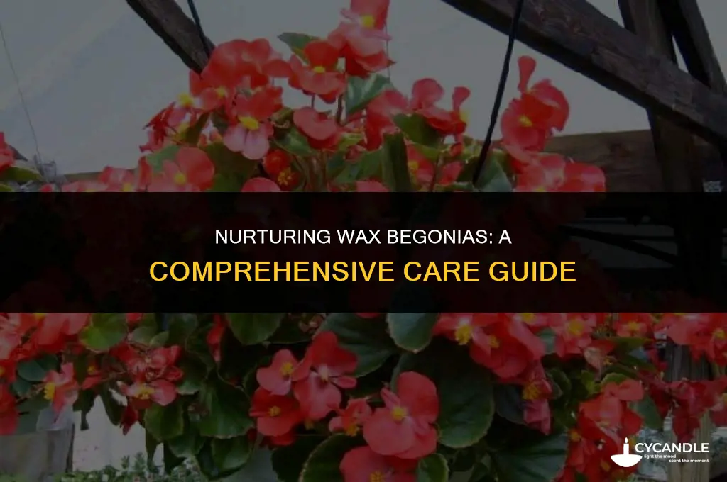 how do i care for my wax begonias