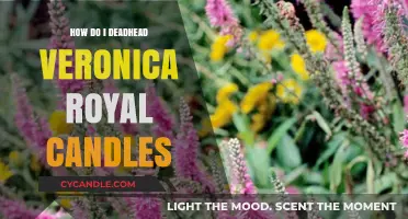 Deadheading Veronica Royal Candles: A Simple Guide