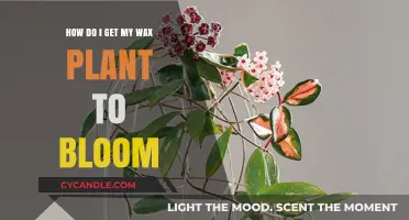 Unlocking the Secrets: How to Get Your Wax Plant to Bloom